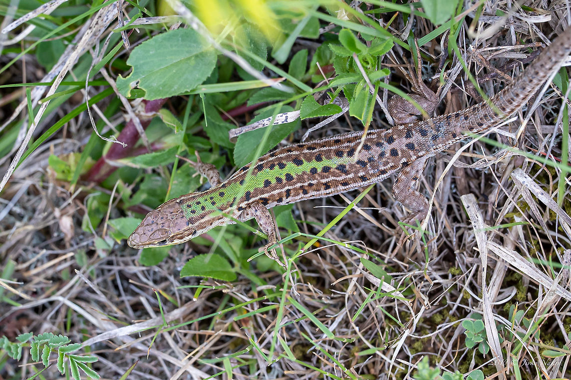 Balkan wall lizard - Podarcis taurica <figure class="photo"><a href="https://www.jungledragon.com/image/78970/balkan_wall_lizard_-_podarcis_taurica.html" title="Balkan wall lizard - Podarcis taurica"><img src="https://s3.amazonaws.com/media.jungledragon.com/images/1332/78970_thumb.jpg?AWSAccessKeyId=05GMT0V3GWVNE7GGM1R2&Expires=1767225610&Signature=EYIpU5KoHVM8%2FV6CDOlT6SC%2FZyw%3D" width="200" height="134" alt="Balkan wall lizard - Podarcis taurica https://www.jungledragon.com/image/78969/balkan_wall_lizard_-_podarcis_taurica.html Animal,Animalia,Balkan wall lizard,Bulgaria,Chordata,Europe,Geotagged,Lacertidae,Nature,Podarcis tauricus,Reptilia,Rhodope mountains,Spring,Squamata,Wildlife" /></a></figure> Animal,Animalia,Balkan wall lizard,Bulgaria,Chordata,Europe,Geotagged,Lacertidae,Nature,Podarcis tauricus,Reptilia,Rhodope mountains,Spring,Squamata,Wildlife
