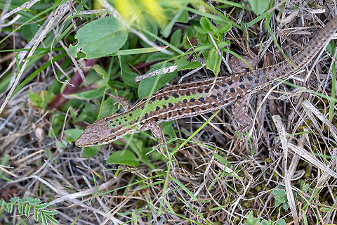 Balkan wall lizard - Podarcis taurica https://www.jungledragon.com/image/78970/balkan_wall_lizard_-_podarcis_taurica.html Animal,Animalia,Balkan wall lizard,Bulgaria,Chordata,Europe,Geotagged,Lacertidae,Nature,Podarcis tauricus,Reptilia,Rhodope mountains,Spring,Squamata,Wildlife