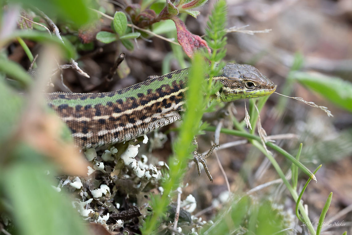Balkan wall lizard - Podarcis taurica <figure class="photo"><a href="https://www.jungledragon.com/image/78969/balkan_wall_lizard_-_podarcis_taurica.html" title="Balkan wall lizard - Podarcis taurica"><img src="https://s3.amazonaws.com/media.jungledragon.com/images/1332/78969_thumb.jpg?AWSAccessKeyId=05GMT0V3GWVNE7GGM1R2&Expires=1767225610&Signature=4F%2BrGn6CG2esOk%2FupaehUvUrfe4%3D" width="200" height="134" alt="Balkan wall lizard - Podarcis taurica https://www.jungledragon.com/image/78970/balkan_wall_lizard_-_podarcis_taurica.html Animal,Animalia,Balkan wall lizard,Bulgaria,Chordata,Europe,Geotagged,Lacertidae,Nature,Podarcis tauricus,Reptilia,Rhodope mountains,Spring,Squamata,Wildlife" /></a></figure> Animal,Animalia,Balkan wall lizard,Bulgaria,Chordata,Europe,Geotagged,Lacertidae,Nature,Podarcis tauricus,Reptilia,Rhodope mountains,Spring,Squamata,Wildlife