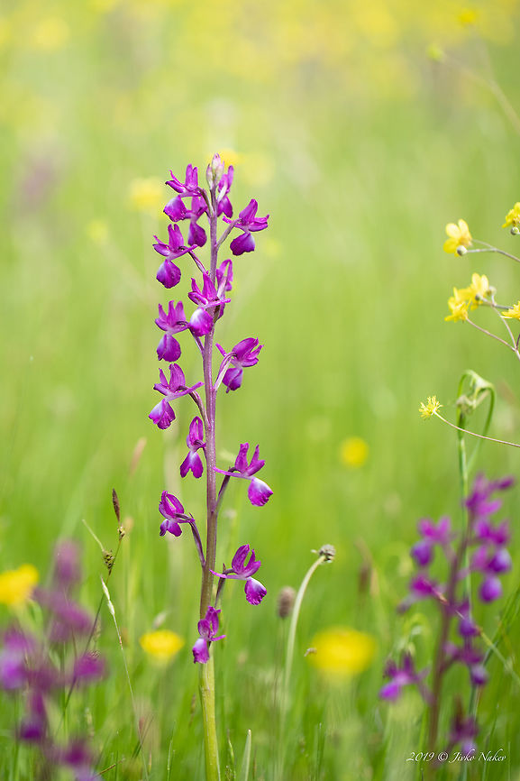 Loose-flowered orchid - Anacamptis laxiflora Green-winged meadow orchid<br />
<figure class="photo"><a href="https://www.jungledragon.com/image/78997/loose-flowered_orchid_-_anacamptis_laxiflora.html" title="Loose-flowered orchid - Anacamptis laxiflora"><img src="https://s3.amazonaws.com/media.jungledragon.com/images/1332/78997_thumb.jpg?AWSAccessKeyId=05GMT0V3GWVNE7GGM1R2&Expires=1769040010&Signature=SIFs9RkyHYCXx5Ux8lljtvabV7s%3D" width="200" height="134" alt="Loose-flowered orchid - Anacamptis laxiflora Green-winged meadow orchid. This is less common white form. In a meadow with thousand orchids I have noticed only a few white ones.<br />
https://www.jungledragon.com/image/78996/loose-flowered_orchid_-_anacamptis_laxiflora.html Anacamptis laxiflora,Asparagales,Bulgaria,Europe,Flowering Plant,Geotagged,Green-winged meadow orchid,Lax-flowered orchid,Loose-flowered orchid,Magnoliophyta,Monocot,Nature,Orchidaceae,Orchis laxiflora,Plantae,Rhodope mountains,Spring,Wildflower,Wildlife" /></a></figure> Anacamptis laxiflora,Asparagales,Bulgaria,Europe,Flowering Plant,Geotagged,Green-winged meadow orchid,Lax-flowered orchid,Loose-flowered orchid,Magnoliophyta,Monocot,Nature,Orchidaceae,Orchis laxiflora,Plantae,Rhodope mountains,Spring,Wildflower,Wildlife