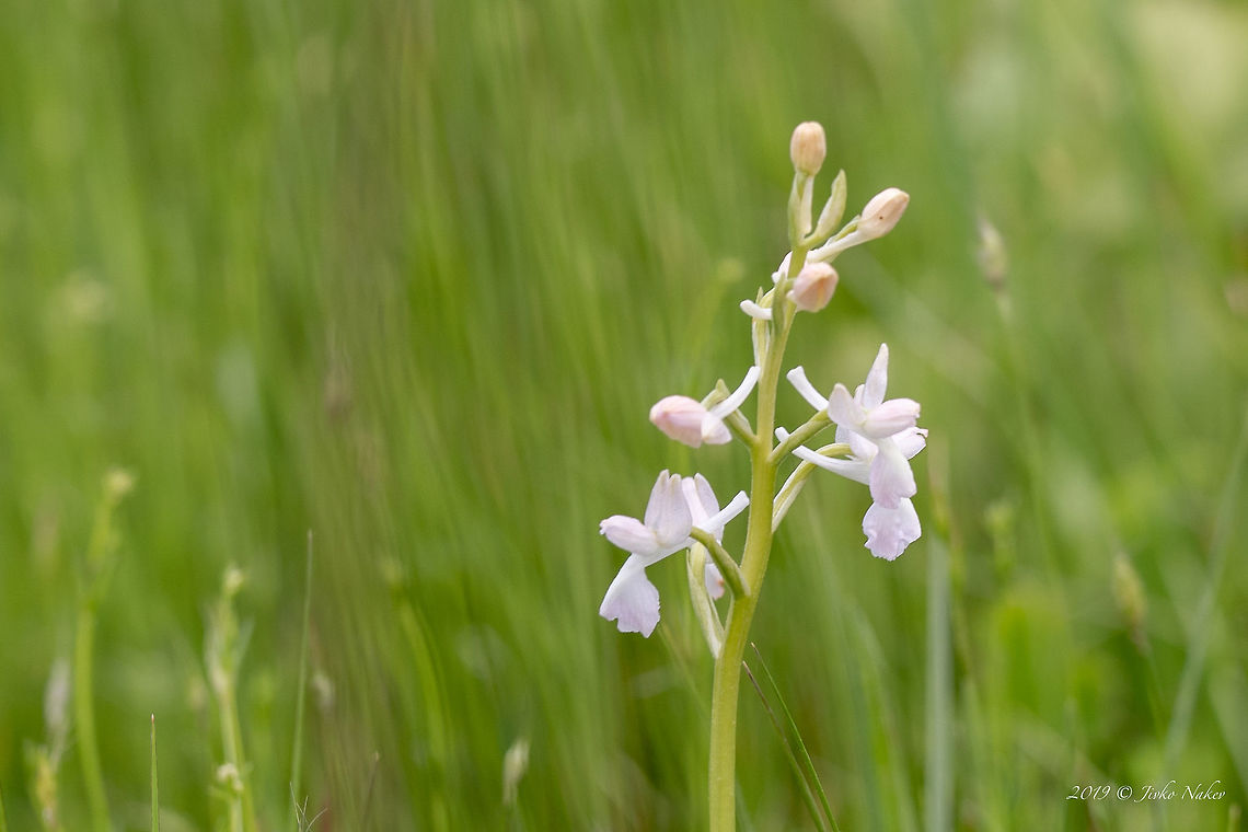 Loose-flowered orchid - Anacamptis laxiflora Green-winged meadow orchid. This is less common white form. In a meadow with thousand orchids I have noticed only a few white ones.<br />
<figure class="photo"><a href="https://www.jungledragon.com/image/78996/loose-flowered_orchid_-_anacamptis_laxiflora.html" title="Loose-flowered orchid - Anacamptis laxiflora"><img src="https://s3.amazonaws.com/media.jungledragon.com/images/1332/78996_thumb.jpg?AWSAccessKeyId=05GMT0V3GWVNE7GGM1R2&Expires=1769040010&Signature=L%2BvYCk0%2BQbXhfGP6pYHE%2BGoGJXs%3D" width="102" height="152" alt="Loose-flowered orchid - Anacamptis laxiflora Green-winged meadow orchid<br />
https://www.jungledragon.com/image/78997/loose-flowered_orchid_-_anacamptis_laxiflora.html Anacamptis laxiflora,Asparagales,Bulgaria,Europe,Flowering Plant,Geotagged,Green-winged meadow orchid,Lax-flowered orchid,Loose-flowered orchid,Magnoliophyta,Monocot,Nature,Orchidaceae,Orchis laxiflora,Plantae,Rhodope mountains,Spring,Wildflower,Wildlife" /></a></figure> Anacamptis laxiflora,Asparagales,Bulgaria,Europe,Flowering Plant,Geotagged,Green-winged meadow orchid,Lax-flowered orchid,Loose-flowered orchid,Magnoliophyta,Monocot,Nature,Orchidaceae,Orchis laxiflora,Plantae,Rhodope mountains,Spring,Wildflower,Wildlife