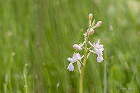 Loose-flowered orchid - Anacamptis laxiflora Green-winged meadow orchid. This is less common white form. In a meadow with thousand orchids I have noticed only a few white ones.<br />
https://www.jungledragon.com/image/78996/loose-flowered_orchid_-_anacamptis_laxiflora.html Anacamptis laxiflora,Asparagales,Bulgaria,Europe,Flowering Plant,Geotagged,Green-winged meadow orchid,Lax-flowered orchid,Loose-flowered orchid,Magnoliophyta,Monocot,Nature,Orchidaceae,Orchis laxiflora,Plantae,Rhodope mountains,Spring,Wildflower,Wildlife