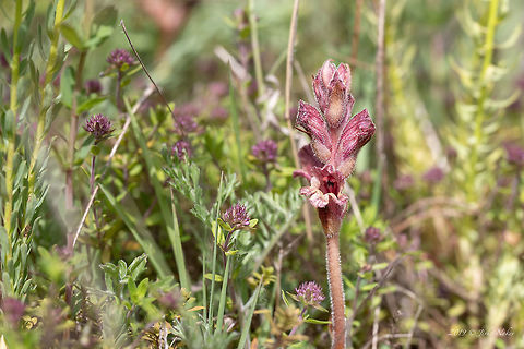 Thyme broomrape - Orobanche alba  Bulgaria,Eudicot,Europe,Flowering Plant,Geotagged,Lamiales,Magnoliophyta,Nature,Orobanchaceae,Orobanche alba,Plantae,Rhodope mountains,Spring,Thyme Broomrape,Thyme broomrape,Wildflower,Wildlife