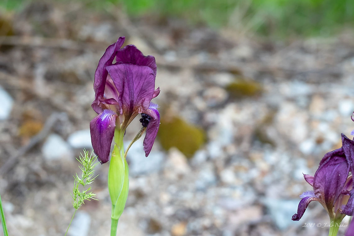 Balkan iris - Iris reichenbachii Balkan endemic plant Asparagales,Balkan endemic species,Balkan iris,Bulgaria,Europe,Flowering Plant,Geotagged,Iridaceae,Iris reichenbachii,Magnoliophyta,Monocot,Nature,Plantae,Rhodope mountains,Spring,Wildflower,Wildlife
