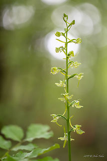 Greater butterfly-orchid - Platanthera chlorantha  Asparagales,Bulgaria,Europe,Flowering Plant,Geotagged,Greater Butterfly-orchid,Greater butterfly-orchid,Magnoliophyta,Monocot,Nature,Orchidaceae,Plantae,Platanthera chlorantha,Rhodope mountains,Spring,Wildflower,Wildlife