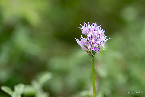 Three-toothed orchid - Orchis tridentata  Asparagales,Bulgaria,Europe,Flowering Plant,Geotagged,Magnoliophyta,Monocot,Nature,Neotinea tridentata,Orchidaceae,Orchis tridentata,Plantae,Rhodope mountains,Spring,Three-toothed orchid,Wildflower,Wildlife