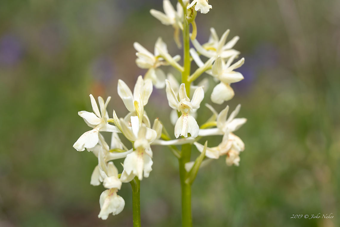 Provence orchid - Orchis provincialis <figure class="photo"><a href="https://www.jungledragon.com/image/79069/provence_orchid_-_orchis_provincialis.html" title="Provence orchid - Orchis provincialis"><img src="https://s3.amazonaws.com/media.jungledragon.com/images/1332/79069_thumb.jpg?AWSAccessKeyId=05GMT0V3GWVNE7GGM1R2&Expires=1759968010&Signature=ikhdhwPyY8WGdUar%2BU%2BCxR1K0vs%3D" width="102" height="152" alt="Provence orchid - Orchis provincialis https://www.jungledragon.com/image/79068/provence_orchid_-_orchis_provincialis.html Asparagales,Bulgaria,Europe,Flowering Plant,Geotagged,Magnoliophyta,Monocot,Nature,Orchidaceae,Orchis provincialis,Plantae,Provence orchid,Provence orchis,Rhodope mountains,Spring,Wildflower,Wildlife" /></a></figure> Asparagales,Bulgaria,Europe,Flowering Plant,Geotagged,Magnoliophyta,Monocot,Nature,Orchidaceae,Orchis provincialis,Plantae,Provence orchid,Provence orchis,Rhodope mountains,Spring,Wildflower,Wildlife