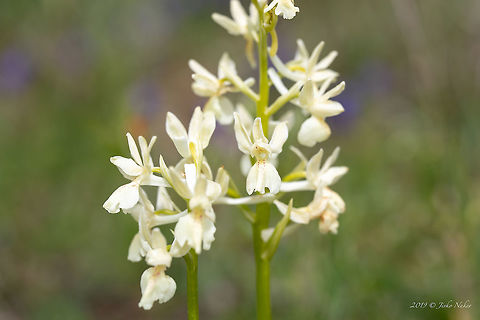 Provence orchid - Orchis provincialis https://www.jungledragon.com/image/79069/provence_orchid_-_orchis_provincialis.html Asparagales,Bulgaria,Europe,Flowering Plant,Geotagged,Magnoliophyta,Monocot,Nature,Orchidaceae,Orchis provincialis,Plantae,Provence orchid,Provence orchis,Rhodope mountains,Spring,Wildflower,Wildlife