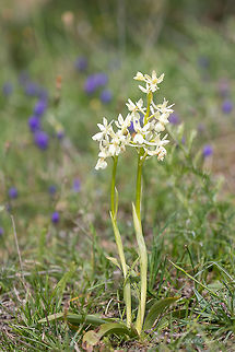 Provence orchid - Orchis provincialis https://www.jungledragon.com/image/79068/provence_orchid_-_orchis_provincialis.html Asparagales,Bulgaria,Europe,Flowering Plant,Geotagged,Magnoliophyta,Monocot,Nature,Orchidaceae,Orchis provincialis,Plantae,Provence orchid,Provence orchis,Rhodope mountains,Spring,Wildflower,Wildlife