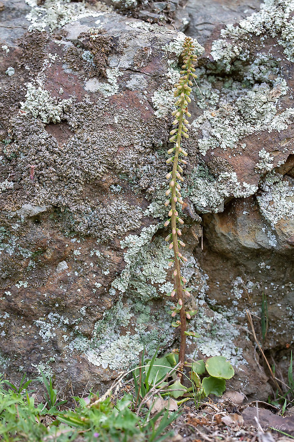 Navelwort - Umbilicus rupestris <figure class="photo"><a href="https://www.jungledragon.com/image/79075/navelwort_-_umbilicus_rupestris.html" title="Navelwort - Umbilicus rupestris"><img src="https://s3.amazonaws.com/media.jungledragon.com/images/1332/79075_thumb.jpg?AWSAccessKeyId=05GMT0V3GWVNE7GGM1R2&Expires=1769040010&Signature=T1hWSjRnpXexMNZnESyhJcUOJIE%3D" width="200" height="134" alt="Navelwort - Umbilicus rupestris https://www.jungledragon.com/image/79074/navelwort_-_umbilicus_rupestris.html Bulgaria,Crassulaceae,Eudicot,Europe,Flowering Plant,Geotagged,Magnoliophyta,Nature,Navelwort,Penny-pies,Plantae,Rhodope mountains,Saxifragales,Spring,Umbilicus rupestris,Wall pennywort,Wildflower,Wildlife" /></a></figure> Bulgaria,Crassulaceae,Eudicot,Europe,Flowering Plant,Geotagged,Magnoliophyta,Nature,Navelwort,Penny-pies,Plantae,Rhodope mountains,Saxifragales,Spring,Umbilicus rupestris,Wall pennywort,Wildflower,Wildlife