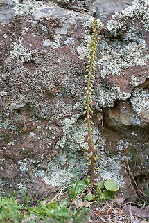 Navelwort - Umbilicus rupestris https://www.jungledragon.com/image/79075/navelwort_-_umbilicus_rupestris.html Bulgaria,Crassulaceae,Eudicot,Europe,Flowering Plant,Geotagged,Magnoliophyta,Nature,Navelwort,Penny-pies,Plantae,Rhodope mountains,Saxifragales,Spring,Umbilicus rupestris,Wall pennywort,Wildflower,Wildlife