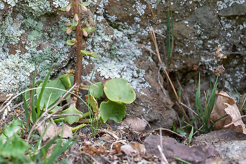 Navelwort - Umbilicus rupestris https://www.jungledragon.com/image/79074/navelwort_-_umbilicus_rupestris.html Bulgaria,Crassulaceae,Eudicot,Europe,Flowering Plant,Geotagged,Magnoliophyta,Nature,Navelwort,Penny-pies,Plantae,Rhodope mountains,Saxifragales,Spring,Umbilicus rupestris,Wall pennywort,Wildflower,Wildlife