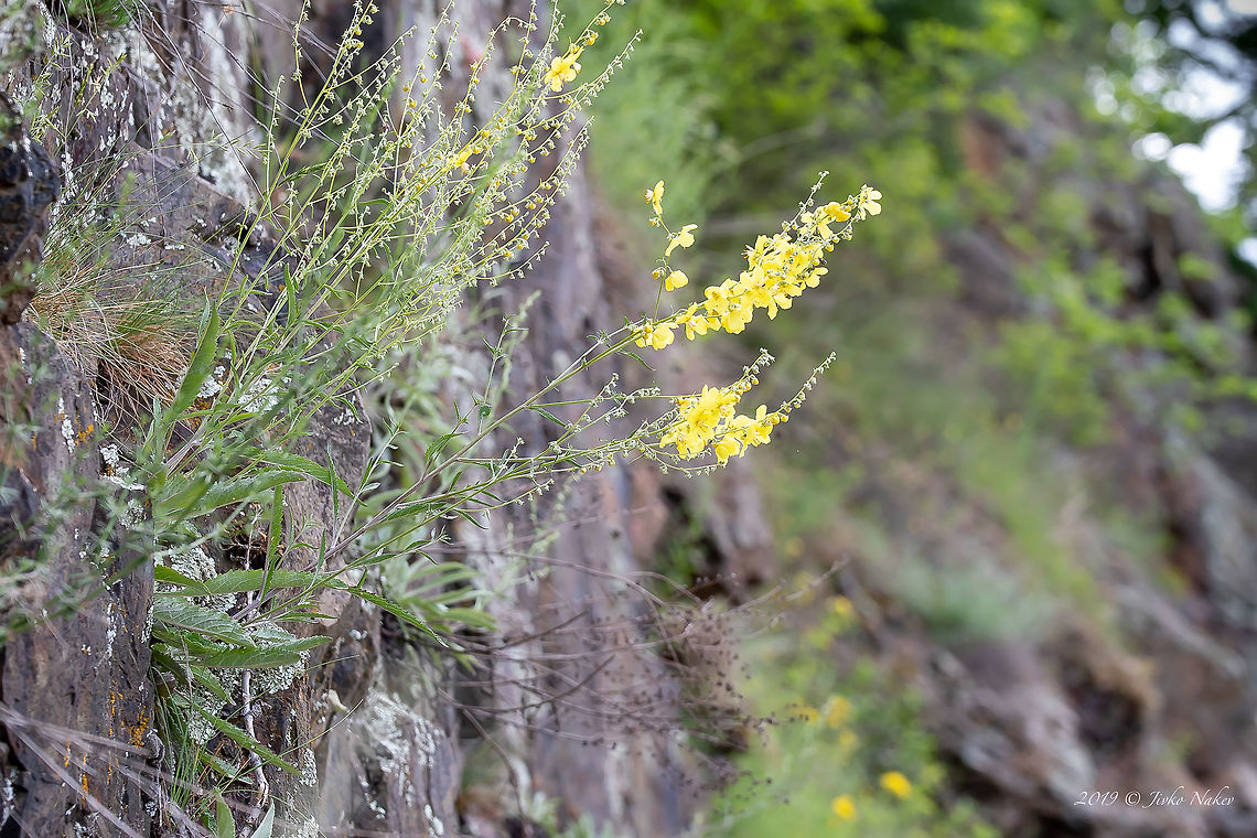 Verbascum humile The photo is not rotated. The plant has grown on an almost vertical slope. Balkan endemic species,Bulgaria,Eudicot,Europe,Flowering Plant,Geotagged,Lamiales,Magnoliophyta,Nature,Plantae,Rhodope mountains,Scrophulariaceae,Spring,Verbascum humile,Wildflower,Wildlife