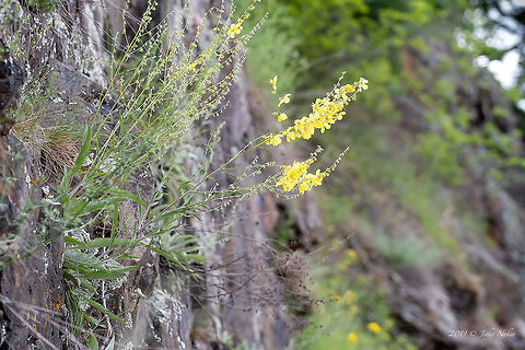 Verbascum humile