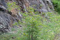 Christ's thorn - Paliurus spina-christi https://www.jungledragon.com/image/79082/christs_thorn_-_paliurus_spina-christi.html Bulgaria,Christ's thorn,Eudicot,Europe,Flowering Plant,Geotagged,Jerusalem thorn,Magnoliophyta,Nature,Paliurus spina-christi,Plantae,Rhamnaceae,Rhodope mountains,Rosales,Spring,Wildlife