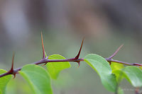 Christ's thorn - Paliurus spina-christi https://www.jungledragon.com/image/79081/christs_thorn_-_paliurus_spina-christi.html Bulgaria,Christ's thorn,Eudicot,Europe,Flowering Plant,Geotagged,Jerusalem thorn,Magnoliophyta,Nature,Paliurus spina-christi,Plantae,Rhamnaceae,Rhodope mountains,Rosales,Spring,Wildlife