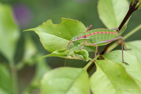 Showy Plump Bush-Cricket - Isophya speciosa I have just been told that this is not I.speciosa, as the female of I.speciosa has shorter ovipositor. This is a nymph of another species of this genus, but I don't know which one. Animal,Animalia,Arthropoda,Bulgaria,Bush cricket,Europe,Geotagged,Insect,Insecta,Katydid,Long-horned grasshopper,Nature,Orthoptera,Rhodope mountains,Tettigoniidae,Wildlife,nymph