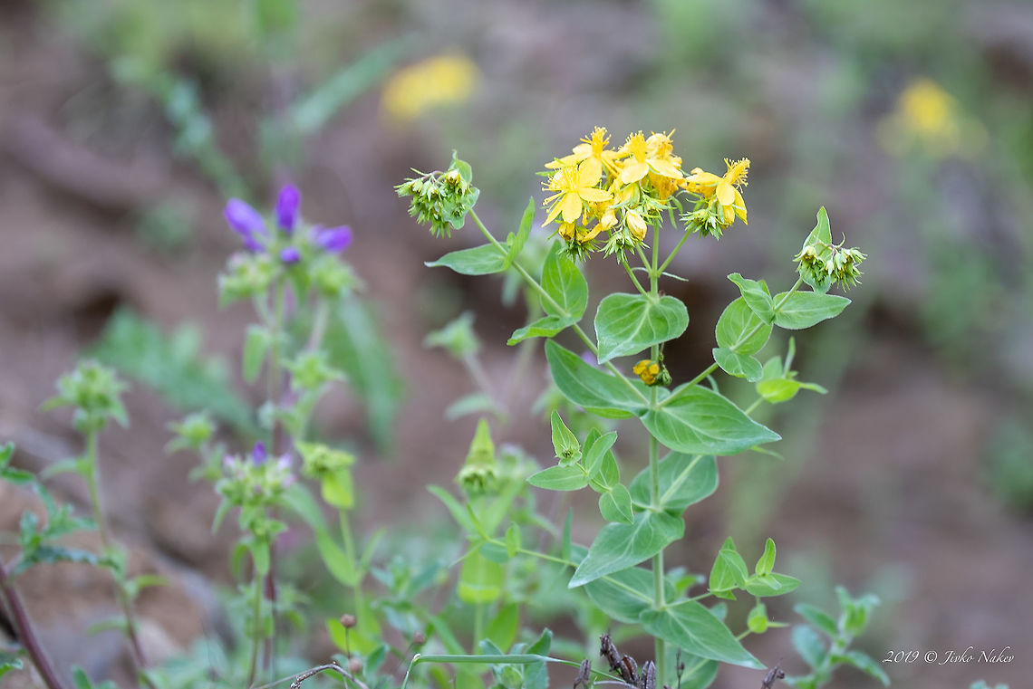 St. John's wort - Hypericum umbellatum Balkan endemic plant Balkan endemic species,Bulgaria,Eudicot,Europe,Flowering Plant,Geotagged,Hypericaceae,Hypericum umbellatum,Hypericum vesiculosum,Magnoliophyta,Malpighiales,Nature,Plantae,Rhodope mountains,Spring,St. John's wort,Wildflower,Wildlife