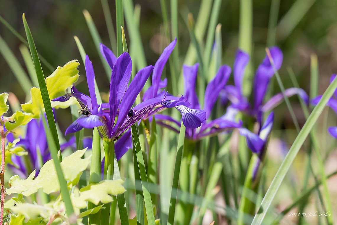Iris sintenisii  Asparagales,Bulgaria,Europe,Flowering Plant,Geotagged,Iridaceae,Iris sintenisii,Magnoliophyta,Monocot,Nature,Plantae,Rhodope mountains,Spring,Wildflower,Wildlife