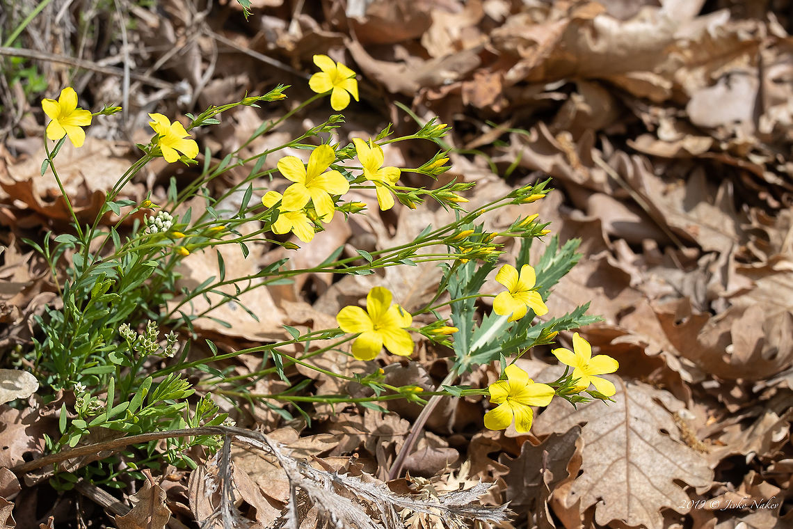 Golden flax - Linum flavum  Bulgaria,Eudicot,Europe,Flowering Plant,Geotagged,Golden flax,Linaceae,Linum flavum,Magnoliophyta,Malpighiales,Nature,Plantae,Rhodope mountains,Spring,Wildflower,Wildlife,Yellow flax