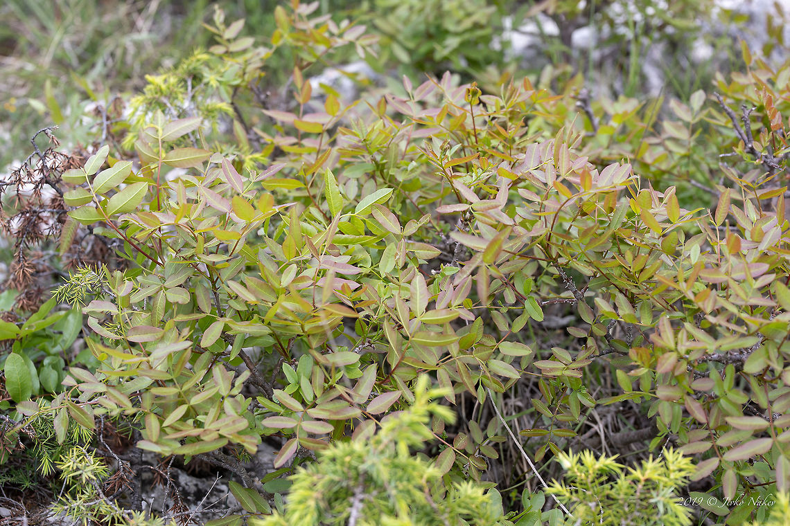 Cyprus turpentine - Pistacia terebinthus <figure class="photo"><a href="https://www.jungledragon.com/image/79203/cyprus_turpentine_-_pistacia_terebinthus.html" title="Cyprus turpentine - Pistacia terebinthus"><img src="https://s3.amazonaws.com/media.jungledragon.com/images/1332/79203_thumb.jpg?AWSAccessKeyId=05GMT0V3GWVNE7GGM1R2&Expires=1759968010&Signature=LmoOxEZkIPH7OAsrSFFRTvMkw24%3D" width="200" height="134" alt="Cyprus turpentine - Pistacia terebinthus https://www.jungledragon.com/image/79202/cyprus_turpentine_-_pistacia_terebinthus.html Anacardiaceae,Bulgaria,Cyprus Turpentine,Eudicot,Flowering Plant,Geotagged,Magnoliophyta,Nature,Pistacia terebinthus,Plantae,Sapindales,Spring,Terebinth,Turpentine tree,Wildlife" /></a></figure> Anacardiaceae,Bulgaria,Cyprus Turpentine,Eudicot,Flowering Plant,Geotagged,Magnoliophyta,Nature,Pistacia terebinthus,Plantae,Sapindales,Spring,Terebinth,Turpentine tree,Wildlife