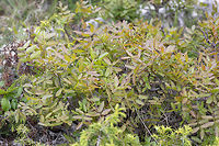 Cyprus turpentine - Pistacia terebinthus https://www.jungledragon.com/image/79203/cyprus_turpentine_-_pistacia_terebinthus.html Anacardiaceae,Bulgaria,Cyprus Turpentine,Eudicot,Flowering Plant,Geotagged,Magnoliophyta,Nature,Pistacia terebinthus,Plantae,Sapindales,Spring,Terebinth,Turpentine tree,Wildlife