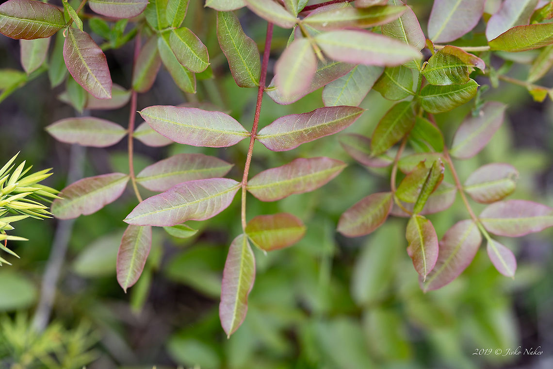 Cyprus turpentine - Pistacia terebinthus <figure class="photo"><a href="https://www.jungledragon.com/image/79202/cyprus_turpentine_-_pistacia_terebinthus.html" title="Cyprus turpentine - Pistacia terebinthus"><img src="https://s3.amazonaws.com/media.jungledragon.com/images/1332/79202_thumb.jpg?AWSAccessKeyId=05GMT0V3GWVNE7GGM1R2&Expires=1759968010&Signature=aVO7CLv38hpH0cfc%2FX8h350dHUw%3D" width="200" height="134" alt="Cyprus turpentine - Pistacia terebinthus https://www.jungledragon.com/image/79203/cyprus_turpentine_-_pistacia_terebinthus.html Anacardiaceae,Bulgaria,Cyprus Turpentine,Eudicot,Flowering Plant,Geotagged,Magnoliophyta,Nature,Pistacia terebinthus,Plantae,Sapindales,Spring,Terebinth,Turpentine tree,Wildlife" /></a></figure> Anacardiaceae,Bulgaria,Cyprus Turpentine,Eudicot,Flowering Plant,Geotagged,Magnoliophyta,Nature,Pistacia terebinthus,Plantae,Sapindales,Spring,Terebinth,Turpentine tree,Wildlife
