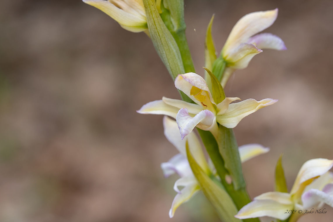 Violet limodore - Limodorum abortivum subsp. Mezekii Bulgarian endemic plant<br />
<figure class="photo"><a href="https://www.jungledragon.com/image/79247/violet_limodore_-_limodorum_abortivum_subsp._mezekii.html" title="Violet limodore - Limodorum abortivum subsp. Mezekii"><img src="https://s3.amazonaws.com/media.jungledragon.com/images/1332/79247_thumb.jpg?AWSAccessKeyId=05GMT0V3GWVNE7GGM1R2&Expires=1767225610&Signature=wRo6oZVWi0SCurfhAdYsyLch%2BJQ%3D" width="102" height="152" alt="Violet limodore - Limodorum abortivum subsp. Mezekii Bulgarian endemic plant<br />
https://www.jungledragon.com/image/79246 Asparagales,Bulgaria,Bulgarian endemic plant,Flowering Plant,Geotagged,Limodorum abortivum,Limodorum abortivum subsp. Mezekii,Magnoliophyta,Monocot,Nature,Orchidaceae,Plantae,Spring,Violet Limodore,Violet limodore,Wildlife" /></a></figure> Asparagales,Bulgaria,Bulgarian endemic species,Europe,Flowering Plant,Geotagged,Limodorum abortivum,Limodorum abortivum subsp. Mezekii,Magnoliophyta,Monocot,Nature,Orchidaceae,Plantae,Rhodope mountains,Spring,Violet Limodore,Violet limodore,Wildflower,Wildlife