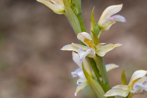 Violet limodore - Limodorum abortivum subsp. Mezekii Bulgarian endemic plant
https://www.jungledragon.com/image/79247/8b0504a3aa8_a1_01_002tf.html Asparagales,Bulgaria,Bulgarian endemic species,Europe,Flowering Plant,Geotagged,Limodorum abortivum,Limodorum abortivum subsp. Mezekii,Magnoliophyta,Monocot,Nature,Orchidaceae,Plantae,Rhodope mountains,Spring,Violet Limodore,Violet limodore,Wildflower,Wildlife