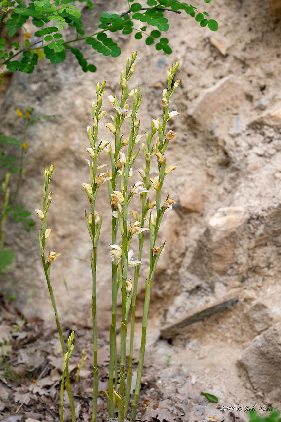 Violet limodore - Limodorum abortivum subsp. Mezekii Bulgarian endemic plant<br />
<a href="https://www.jungledragon.com/image/79246" rel="nofollow">https://www.jungledragon.com/image/79246</a> Asparagales,Bulgaria,Bulgarian endemic plant,Flowering Plant,Geotagged,Limodorum abortivum,Limodorum abortivum subsp. Mezekii,Magnoliophyta,Monocot,Nature,Orchidaceae,Plantae,Spring,Violet Limodore,Violet limodore,Wildlife