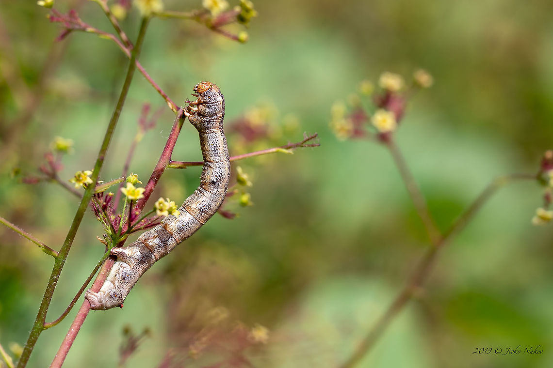 Green drab moth caterpillar - Ophiusa tirhaca Spotted on Smoketree - Cotinus coggygria Animal,Animalia,Arthropoda,Bulgaria,Caterpillar,Europe,Geotagged,Green drab,Insect,Insecta,Larva,Lepidoptera,Nature,Noctuidae,Ophiusa tirhaca,Owlet moth,Rhodope mountains,Spring,Wildlife