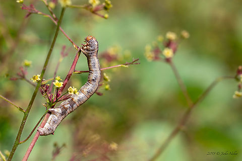 Green drab moth caterpillar - Ophiusa tirhaca Spotted on Smoketree - Cotinus coggygria Animal,Animalia,Arthropoda,Bulgaria,Caterpillar,Europe,Geotagged,Green drab,Insect,Insecta,Larva,Lepidoptera,Nature,Noctuidae,Ophiusa tirhaca,Owlet moth,Rhodope mountains,Spring,Wildlife