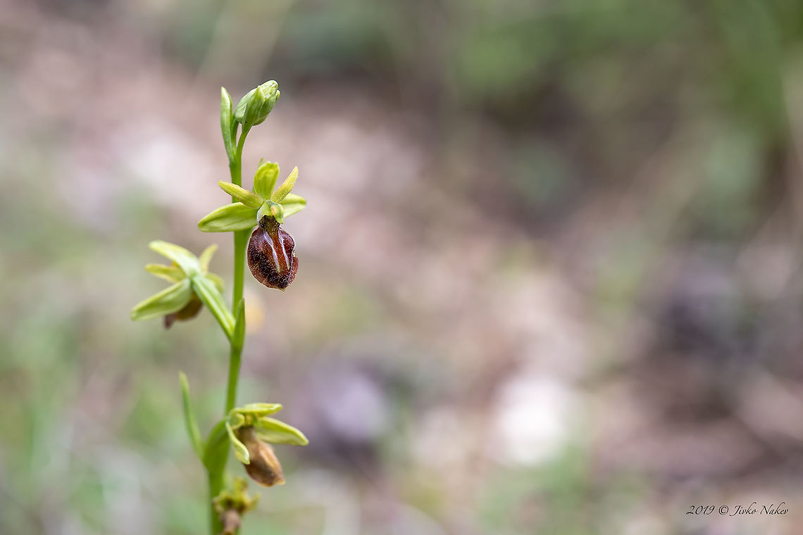 Grammos Orchid - Ophrys grammica <figure class="photo"><a href="https://www.jungledragon.com/image/79262/grammos_orchid_-_ophrys_grammica.html" title="Grammos Orchid - Ophrys grammica"><img src="https://s3.amazonaws.com/media.jungledragon.com/images/1332/79262_thumb.jpg?AWSAccessKeyId=05GMT0V3GWVNE7GGM1R2&Expires=1759968010&Signature=HOAkj7ymTKrkLKOQFG5oQPDqfW0%3D" width="200" height="134" alt="Grammos Orchid - Ophrys grammica https://www.jungledragon.com/image/79261/grammos_orchid_-_ophrys_grammica.html Asparagales,Bulgaria,Europe,Flowering Plant,Geotagged,Grammos ophrys,Grammos orchid,Magnoliophyta,Monocot,Nature,Ophrys grammica,Orchidaceae,Plantae,Rhodope mountains,Spring,Wildflower,Wildlife" /></a></figure> Asparagales,Bulgaria,Europe,Flowering Plant,Geotagged,Grammos ophrys,Grammos orchid,Magnoliophyta,Monocot,Nature,Ophrys grammica,Orchidaceae,Plantae,Rhodope mountains,Spring,Wildflower,Wildlife
