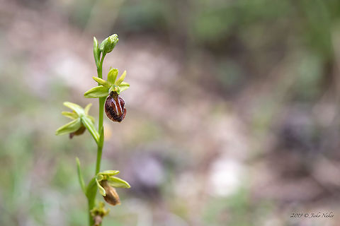 Grammos Orchid - Ophrys grammica https://www.jungledragon.com/image/79262/grammos_orchid_-_ophrys_grammica.html Asparagales,Bulgaria,Europe,Flowering Plant,Geotagged,Grammos ophrys,Grammos orchid,Magnoliophyta,Monocot,Nature,Ophrys grammica,Orchidaceae,Plantae,Rhodope mountains,Spring,Wildflower,Wildlife
