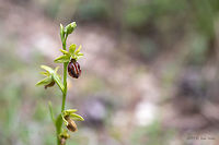 Grammos Orchid - Ophrys grammica https://www.jungledragon.com/image/79262/grammos_orchid_-_ophrys_grammica.html Asparagales,Bulgaria,Europe,Flowering Plant,Geotagged,Grammos ophrys,Grammos orchid,Magnoliophyta,Monocot,Nature,Ophrys grammica,Orchidaceae,Plantae,Rhodope mountains,Spring,Wildflower,Wildlife