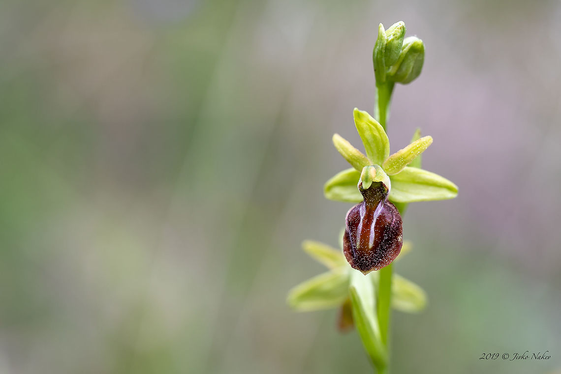 Grammos Orchid - Ophrys grammica <figure class="photo"><a href="https://www.jungledragon.com/image/79261/grammos_orchid_-_ophrys_grammica.html" title="Grammos Orchid - Ophrys grammica"><img src="https://s3.amazonaws.com/media.jungledragon.com/images/1332/79261_thumb.jpg?AWSAccessKeyId=05GMT0V3GWVNE7GGM1R2&Expires=1759968010&Signature=BvG3akkuPIqfkN5XpyILcU%2BymYQ%3D" width="200" height="134" alt="Grammos Orchid - Ophrys grammica https://www.jungledragon.com/image/79262/grammos_orchid_-_ophrys_grammica.html Asparagales,Bulgaria,Europe,Flowering Plant,Geotagged,Grammos ophrys,Grammos orchid,Magnoliophyta,Monocot,Nature,Ophrys grammica,Orchidaceae,Plantae,Rhodope mountains,Spring,Wildflower,Wildlife" /></a></figure> Asparagales,Bulgaria,Europe,Flowering Plant,Geotagged,Grammos ophrys,Grammos orchid,Magnoliophyta,Monocot,Nature,Ophrys grammica,Orchidaceae,Plantae,Rhodope mountains,Spring,Wildflower,Wildlife