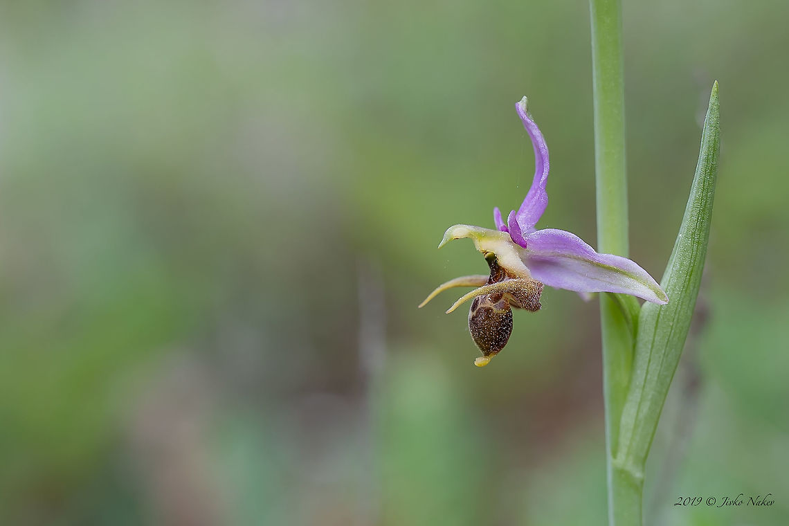 Heldreich's Orchid - Ophrys scolopax subsp. heldreichii <figure class="photo"><a href="https://www.jungledragon.com/image/79271/heldreichs_orchid_-_ophrys_scolopax_subsp._heldreichii.html" title="Heldreich&#039;s Orchid - Ophrys scolopax subsp. heldreichii"><img src="https://s3.amazonaws.com/media.jungledragon.com/images/1332/79271_thumb.jpg?AWSAccessKeyId=05GMT0V3GWVNE7GGM1R2&Expires=1767225610&Signature=WaXl1SMAhEdfhXBxq8t2j68yooE%3D" width="102" height="152" alt="Heldreich&#039;s Orchid - Ophrys scolopax subsp. heldreichii https://www.jungledragon.com/image/79270/heldreichs_orchid_-_ophrys_scolopax_subsp._heldreichii_.html Asparagales,Bulgaria,Europe,Flowering Plant,Geotagged,Heldreich&#039;s Orchid,Magnoliophyta,Monocot,Nature,Ophrys scolopax,Ophrys scolopax subsp. heldreichii,Orchidaceae,Plantae,Rhodope mountains,Spring,Wildflower,Wildlife,Woodcock bee-orchid" /></a></figure> Asparagales,Bulgaria,Europe,Flowering Plant,Geotagged,Heldreich's Orchid,Magnoliophyta,Monocot,Nature,Ophrys scolopax,Ophrys scolopax subsp. heldreichii,Orchidaceae,Plantae,Rhodope mountains,Spring,Wildflower,Wildlife,Woodcock bee-orchid