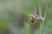 Heldreich's Orchid - Ophrys scolopax subsp. heldreichii https://www.jungledragon.com/image/79271/heldreichs_orchid_-_ophrys_scolopax_subsp._heldreichii_.html Asparagales,Bulgaria,Europe,Flowering Plant,Geotagged,Heldreich's Orchid,Magnoliophyta,Monocot,Nature,Ophrys scolopax,Ophrys scolopax subsp. heldreichii,Orchidaceae,Plantae,Rhodope mountains,Spring,Wildflower,Wildlife,Woodcock bee-orchid