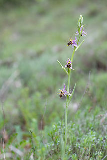 Heldreich's Orchid - Ophrys scolopax subsp. heldreichii https://www.jungledragon.com/image/79270/heldreichs_orchid_-_ophrys_scolopax_subsp._heldreichii_.html Asparagales,Bulgaria,Europe,Flowering Plant,Geotagged,Heldreich's Orchid,Magnoliophyta,Monocot,Nature,Ophrys scolopax,Ophrys scolopax subsp. heldreichii,Orchidaceae,Plantae,Rhodope mountains,Spring,Wildflower,Wildlife,Woodcock bee-orchid