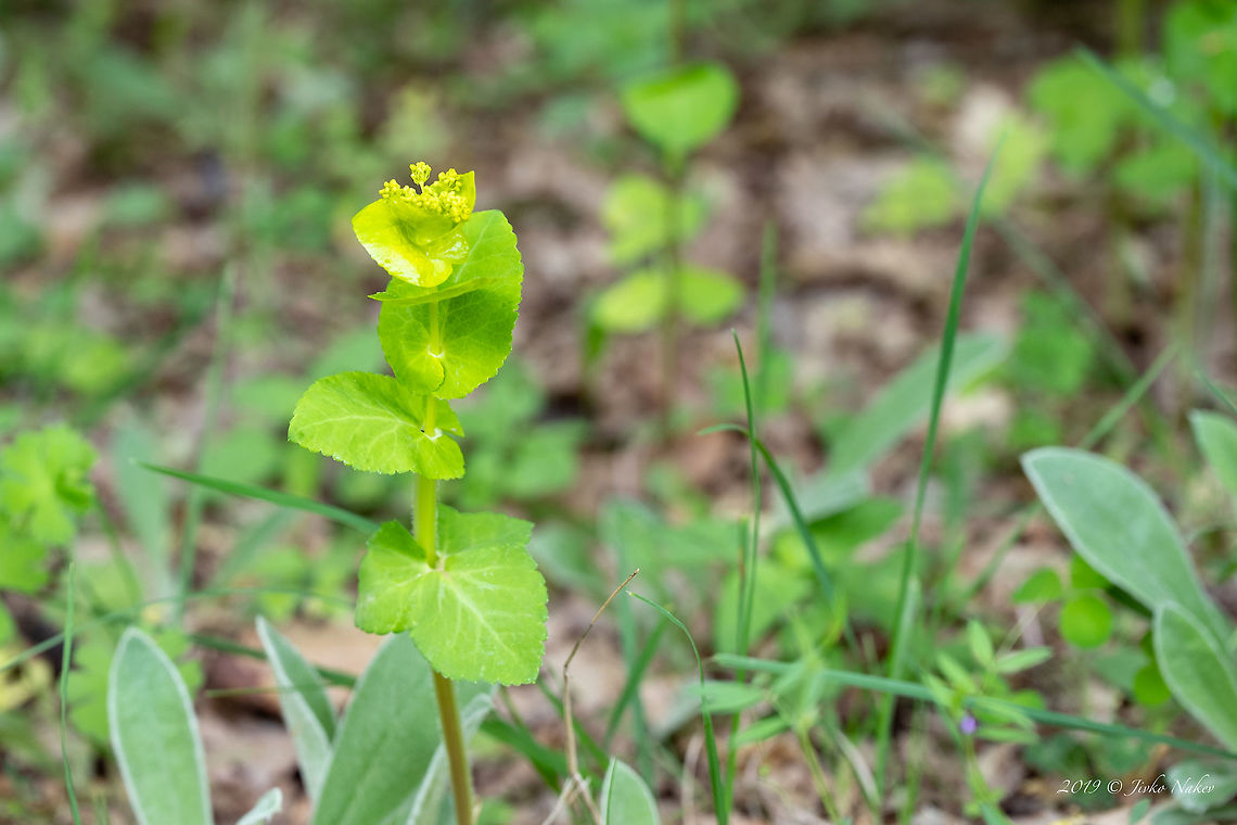 Smyrnium perfoliatum - Perfoliate alexanders <figure class="photo"><a href="https://www.jungledragon.com/image/79276/smyrnium_perfoliatum_-_perfoliate_alexanders.html" title="Smyrnium perfoliatum - Perfoliate alexanders"><img src="https://s3.amazonaws.com/media.jungledragon.com/images/1332/79276_thumb.jpg?AWSAccessKeyId=05GMT0V3GWVNE7GGM1R2&Expires=1769040010&Signature=SijPoC1DMEiSTiFmI9IN6tHBwVQ%3D" width="200" height="134" alt="Smyrnium perfoliatum - Perfoliate alexanders https://www.jungledragon.com/image/79274/smyrnium_perfoliatum_-_perfoliate_alexanders.html Apiaceae,Apiales,Bulgaria,Celery,Eudicot,Europe,Flowering Plant,Geotagged,Magnoliophyta,Nature,Perfoliate Alexanders,Plantae,Rhodope mountains,Smyrnium perfoliatum,Spring,Wildflower,Wildlife,Yellow Alexanders" /></a></figure> Apiaceae,Apiales,Bulgaria,Celery,Eudicot,Europe,Flowering Plant,Geotagged,Magnoliophyta,Nature,Perfoliate Alexanders,Plantae,Rhodope mountains,Smyrnium perfoliatum,Spring,Wildflower,Wildlife,Yellow Alexanders