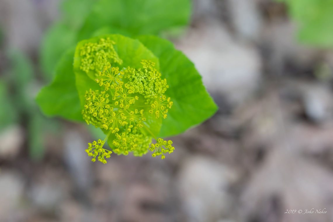 Smyrnium perfoliatum - Perfoliate alexanders <figure class="photo"><a href="https://www.jungledragon.com/image/79274/smyrnium_perfoliatum_-_perfoliate_alexanders.html" title="Smyrnium perfoliatum - Perfoliate alexanders"><img src="https://s3.amazonaws.com/media.jungledragon.com/images/1332/79274_thumb.jpg?AWSAccessKeyId=05GMT0V3GWVNE7GGM1R2&Expires=1759968010&Signature=lZ97e2u0aep6J4Ok0VBkIOipUCc%3D" width="200" height="134" alt="Smyrnium perfoliatum - Perfoliate alexanders https://www.jungledragon.com/image/79276/smyrnium_perfoliatum_-_perfoliate_alexanders.html Apiaceae,Apiales,Bulgaria,Celery,Eudicot,Europe,Flowering Plant,Geotagged,Magnoliophyta,Nature,Perfoliate Alexanders,Plantae,Rhodope mountains,Smyrnium perfoliatum,Spring,Wildflower,Wildlife,Yellow Alexanders" /></a></figure> Apiaceae,Apiales,Bulgaria,Celery,Eudicot,Europe,Flowering Plant,Geotagged,Magnoliophyta,Nature,Perfoliate Alexanders,Plantae,Rhodope mountains,Smyrnium perfoliatum,Spring,Wildflower,Wildlife,Yellow Alexanders