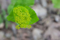 Smyrnium perfoliatum - Perfoliate alexanders https://www.jungledragon.com/image/79274/smyrnium_perfoliatum_-_perfoliate_alexanders.html Apiaceae,Apiales,Bulgaria,Celery,Eudicot,Europe,Flowering Plant,Geotagged,Magnoliophyta,Nature,Perfoliate Alexanders,Plantae,Rhodope mountains,Smyrnium perfoliatum,Spring,Wildflower,Wildlife,Yellow Alexanders