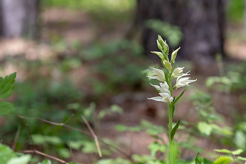 Eastern hooded helleborine - Cephalanthera epipactoides https://www.jungledragon.com/image/79280/eastern_hooded_helleborine_-_cephalanthera_epipactoides.html Asparagales,Bulgaria,Cephalanthera epipactoides,Eastern hooded helleborine,Europe,Flowering Plant,Geotagged,Magnoliophyta,Monocot,Nature,Orchidaceae,Plantae,Rhodope mountains,Spring,Wildflower,Wildlife