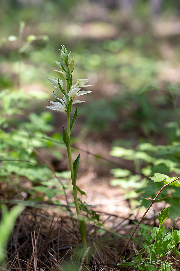 Eastern hooded helleborine - Cephalanthera epipactoides <figure class="photo"><a href="https://www.jungledragon.com/image/79279/eastern_hooded_helleborine_-_cephalanthera_epipactoides.html" title="Eastern hooded helleborine - Cephalanthera epipactoides"><img src="https://s3.amazonaws.com/media.jungledragon.com/images/1332/79279_thumb.jpg?AWSAccessKeyId=05GMT0V3GWVNE7GGM1R2&Expires=1770854410&Signature=4JzrnUsIMIVFta3XczrYoGUXQSY%3D" width="200" height="134" alt="Eastern hooded helleborine - Cephalanthera epipactoides https://www.jungledragon.com/image/79280/eastern_hooded_helleborine_-_cephalanthera_epipactoides.html Asparagales,Bulgaria,Cephalanthera epipactoides,Eastern hooded helleborine,Europe,Flowering Plant,Geotagged,Magnoliophyta,Monocot,Nature,Orchidaceae,Plantae,Rhodope mountains,Spring,Wildflower,Wildlife" /></a></figure> Asparagales,Bulgaria,Cephalanthera epipactoides,Eastern hooded helleborine,Europe,Flowering Plant,Geotagged,Magnoliophyta,Monocot,Nature,Orchidaceae,Plantae,Rhodope mountains,Spring,Wildflower,Wildlife