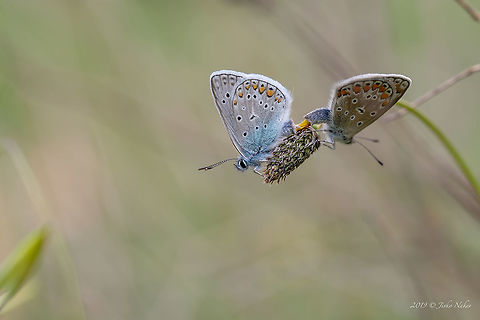 Common blue  - Polyommatus icarus  Animal,Animalia,Arthropoda,Bulgaria,Common Blue,Europe,Geotagged,Gossamer-winged butterfly,Insect,Insecta,Lepidoptera,Lycaenidae,Nature,Polyommatus icarus,Rhodope mountains,Spring,Wildlife