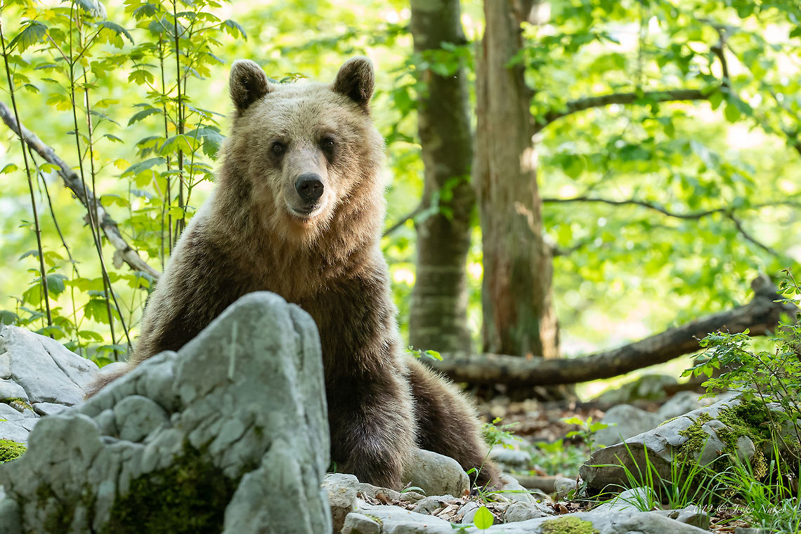 Brown bear - Ursus arctos <figure class="photo"><a href="https://www.jungledragon.com/image/79903/fresh_brown_bear_feces.html" title="Fresh brown bear feces"><img src="https://s3.amazonaws.com/media.jungledragon.com/images/1332/79903_thumb.jpg?AWSAccessKeyId=05GMT0V3GWVNE7GGM1R2&Expires=1759968010&Signature=8qIOMEcP4s%2Fy%2FPpa4koq4pRRWNY%3D" width="200" height="134" alt="Fresh brown bear feces We spotted these feces on the side of a country road about 500 meters from the village where we were staying.<br />
https://www.jungledragon.com/image/79879/brown_bear_-_ursus_arctos.html Animal,Animalia,Brown bear,Carnivora,Chordata,Europe,Geotagged,Grizzly bears,Lower Carniola,Mammalia,Nature,Slovenia,Spring,Ursidae,Ursus arctos,Ursus arctus,Wildlife,mammals" /></a></figure> Animal,Animalia,Brown bear,Carnivora,Chordata,Europe,Geotagged,Grizzly bears,Lower Carniola,Mammalia,Nature,Slovenia,Spring,Ursidae,Ursus arctos,Wildlife,mammals