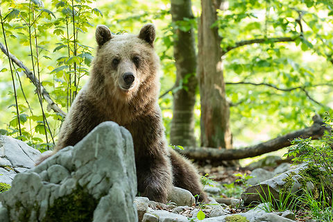 Brown bear - Ursus arctos https://www.jungledragon.com/image/79903/fresh_brown_bear_feces.html Animal,Animalia,Brown bear,Carnivora,Chordata,Europe,Geotagged,Grizzly bears,Lower Carniola,Mammalia,Nature,Slovenia,Spring,Ursidae,Ursus arctos,Wildlife,mammals