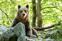 Brown bear - Ursus arctos https://www.jungledragon.com/image/79903/fresh_brown_bear_feces.html Animal,Animalia,Brown bear,Carnivora,Chordata,Europe,Geotagged,Grizzly bears,Lower Carniola,Mammalia,Nature,Slovenia,Spring,Ursidae,Ursus arctos,Wildlife,mammals