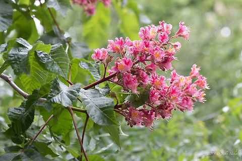 Red horse-chestnut - Aesculus &times; carnea https://www.jungledragon.com/image/79882/red_horse-chestnut_-_aesculus_carnea.html
https://www.jungledragon.com/image/79881/red_horse-chestnut_-_aesculus_carnea.html Aesculus hybrid,Aesculus &times; carnea,Bulgaria,Eudicot,Europe,Flowering Plant,Geotagged,Magnoliophyta,Nature,Plantae,Red horse-chestnut,Sapindaceae,Sapindales,Sofia,Spring,Wildlife