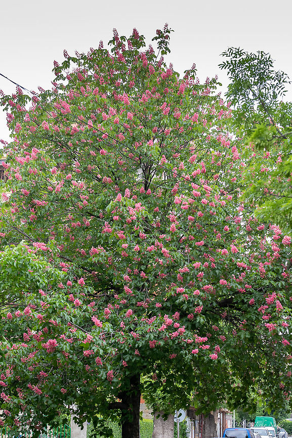 Red horse-chestnut - Aesculus × carnea <figure class="photo"><a href="https://www.jungledragon.com/image/79882/red_horse-chestnut_-_aesculus_carnea.html" title="Red horse-chestnut - Aesculus &times; carnea"><img src="https://s3.amazonaws.com/media.jungledragon.com/images/1332/79882_thumb.jpg?AWSAccessKeyId=05GMT0V3GWVNE7GGM1R2&Expires=1759968010&Signature=Lj%2FvdJNmr3Wv5HiwsLUSa6TKTc4%3D" width="200" height="134" alt="Red horse-chestnut - Aesculus &times; carnea https://www.jungledragon.com/image/79881/red_horse-chestnut_-_aesculus_carnea.html<br />
https://www.jungledragon.com/image/79880/red_horse-chestnut_-_aesculus_carnea.html Aesculus hybrid,Aesculus &times; carnea,Bulgaria,Eudicot,Europe,Flowering Plant,Geotagged,Magnoliophyta,Nature,Plantae,Red horse-chestnut,Sapindaceae,Sapindales,Sofia,Spring,Wildlife" /></a></figure><br />
<figure class="photo"><a href="https://www.jungledragon.com/image/79880/red_horse-chestnut_-_aesculus_carnea.html" title="Red horse-chestnut - Aesculus &times; carnea"><img src="https://s3.amazonaws.com/media.jungledragon.com/images/1332/79880_thumb.jpg?AWSAccessKeyId=05GMT0V3GWVNE7GGM1R2&Expires=1759968010&Signature=%2FpFMJLDf0nVw75Oft2MZOZsd7M4%3D" width="200" height="134" alt="Red horse-chestnut - Aesculus &times; carnea https://www.jungledragon.com/image/79882/red_horse-chestnut_-_aesculus_carnea.html<br />
https://www.jungledragon.com/image/79881/red_horse-chestnut_-_aesculus_carnea.html Aesculus hybrid,Aesculus &times; carnea,Bulgaria,Eudicot,Europe,Flowering Plant,Geotagged,Magnoliophyta,Nature,Plantae,Red horse-chestnut,Sapindaceae,Sapindales,Sofia,Spring,Wildlife" /></a></figure> Aesculus hybrid,Aesculus × carnea,Bulgaria,Eudicot,Europe,Flowering Plant,Geotagged,Magnoliophyta,Nature,Plantae,Red horse-chestnut,Sapindaceae,Sapindales,Sofia,Spring,Wildlife